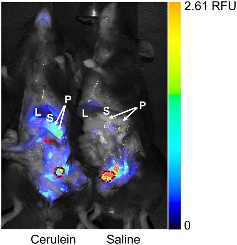 FIGURE 4.