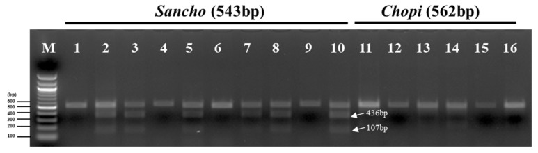 Figure 5