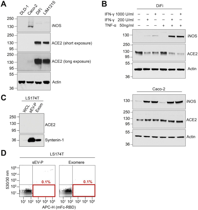 Supplementary Figure 2