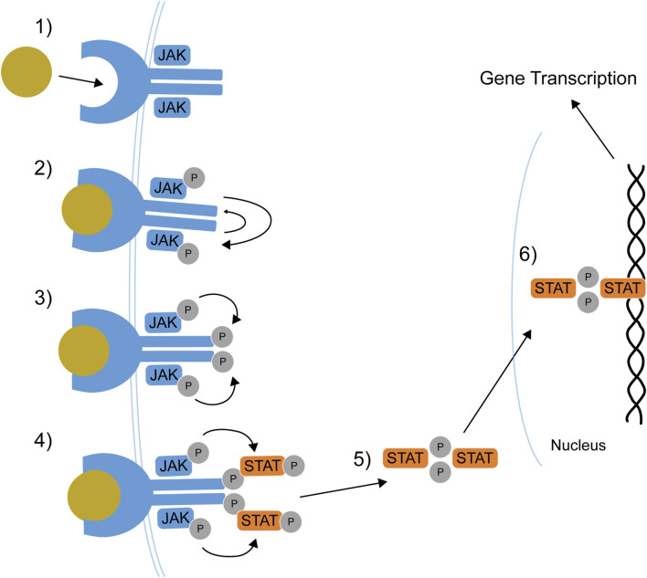 FIGURE 1