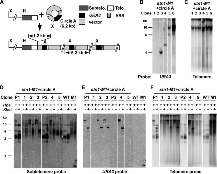 Fig 6