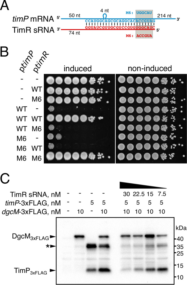 FIG 6