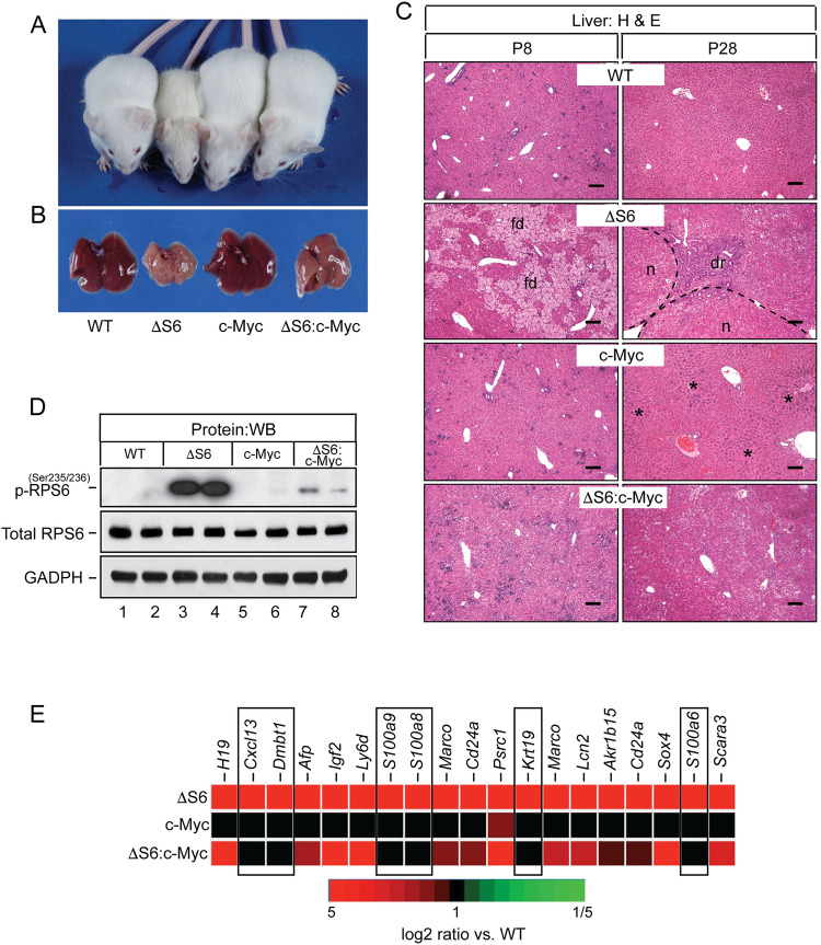 Fig 7