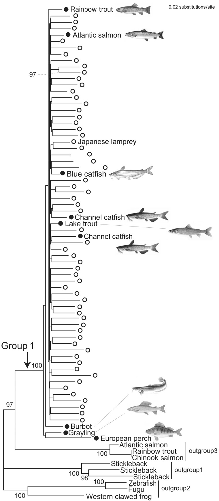 Fig. 2.—