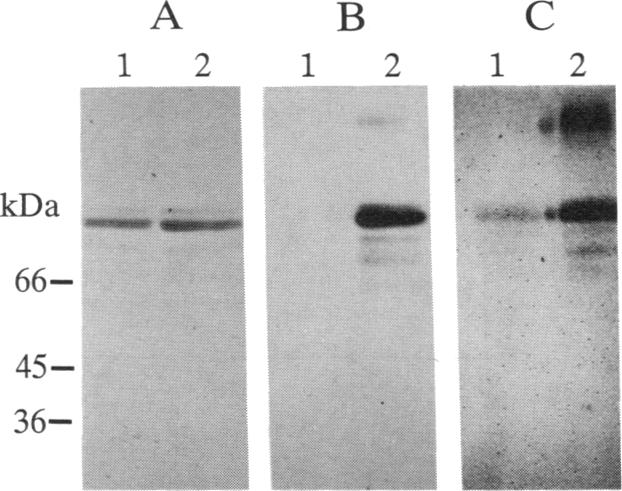 graphic file with name pnas01062-0166-a.jpg