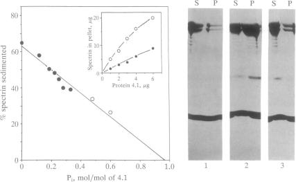 graphic file with name pnas01062-0167-c.jpg