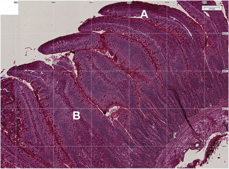 Fig. 2