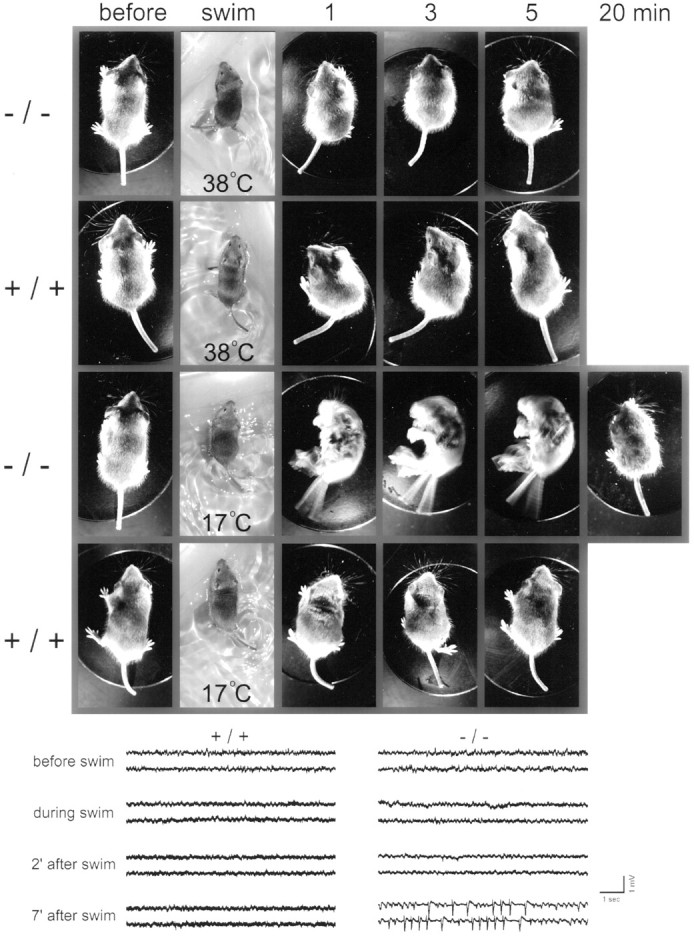 Fig. 8.