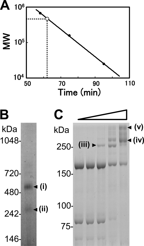 FIG. 2.