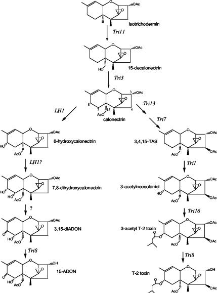 FIG. 6.