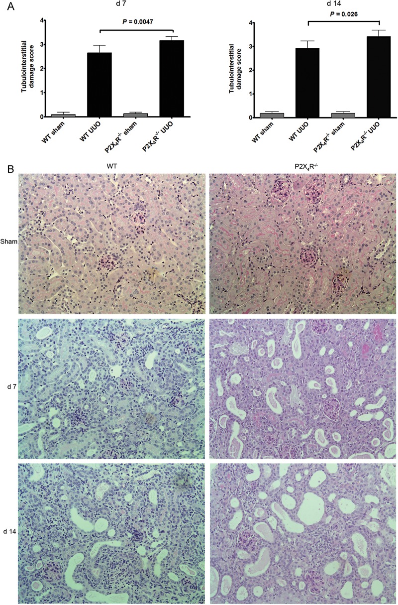 FIGURE 2: