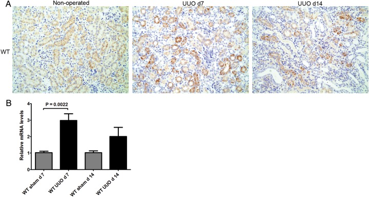 FIGURE 1: