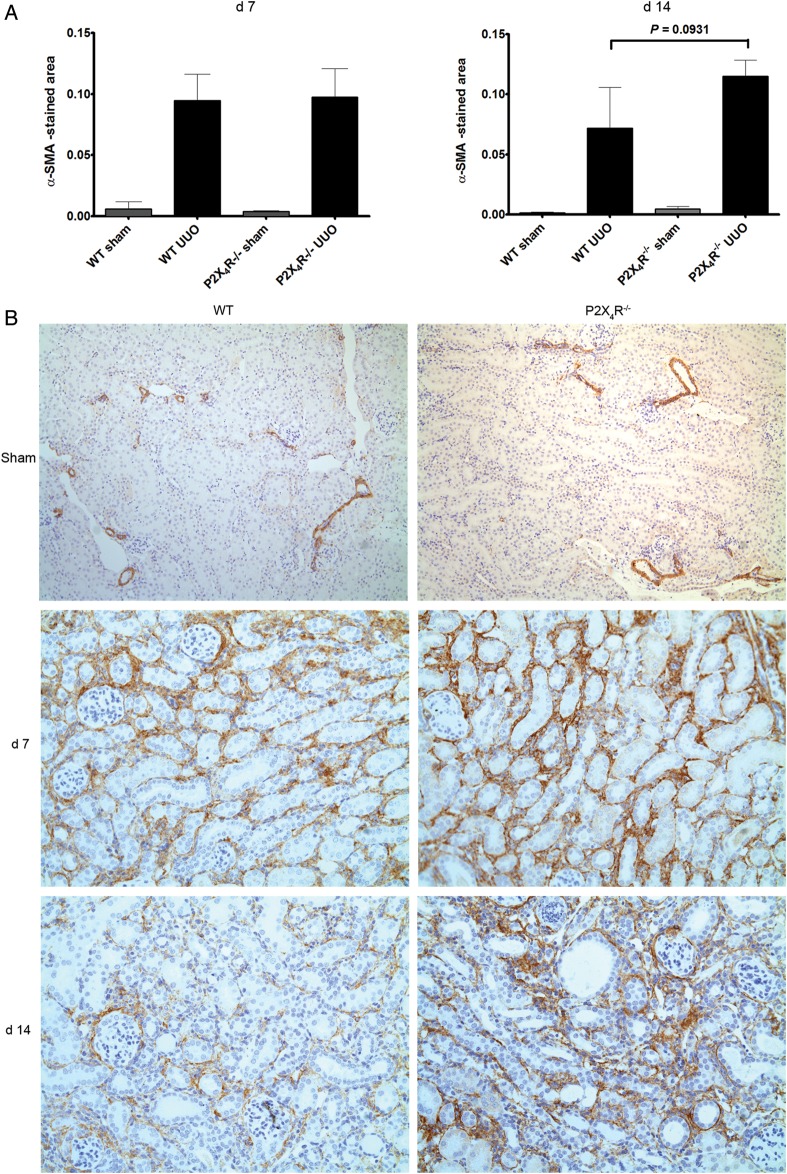 FIGURE 6: