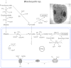 Fig 17