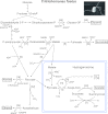 Fig 13