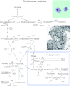 Fig 12