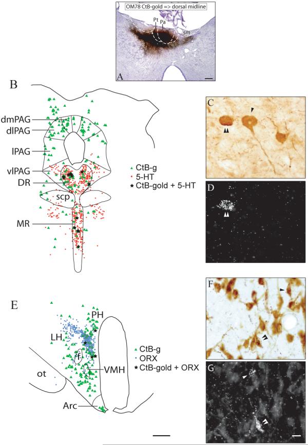 Fig. 12