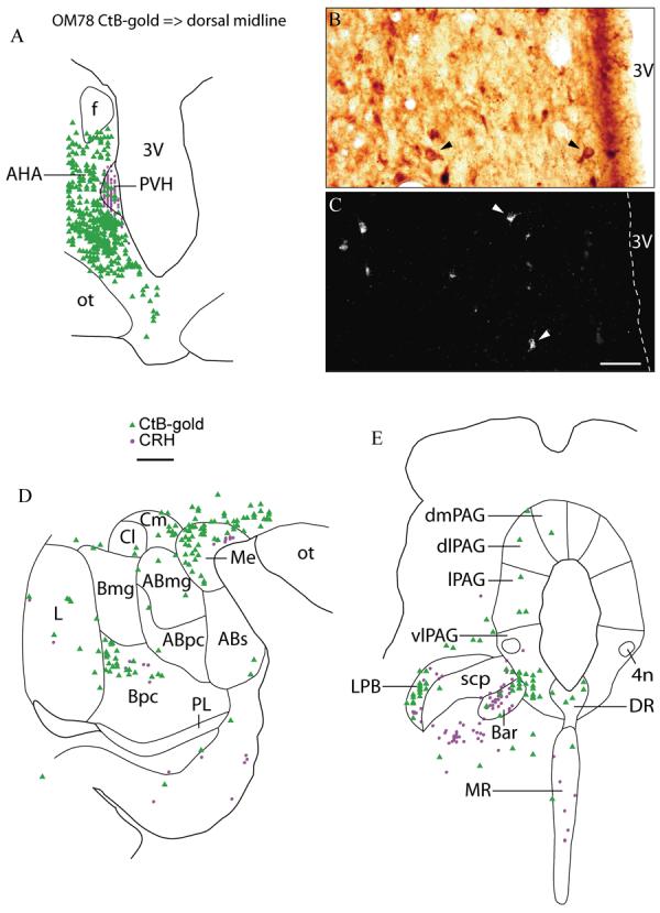 Fig. 13