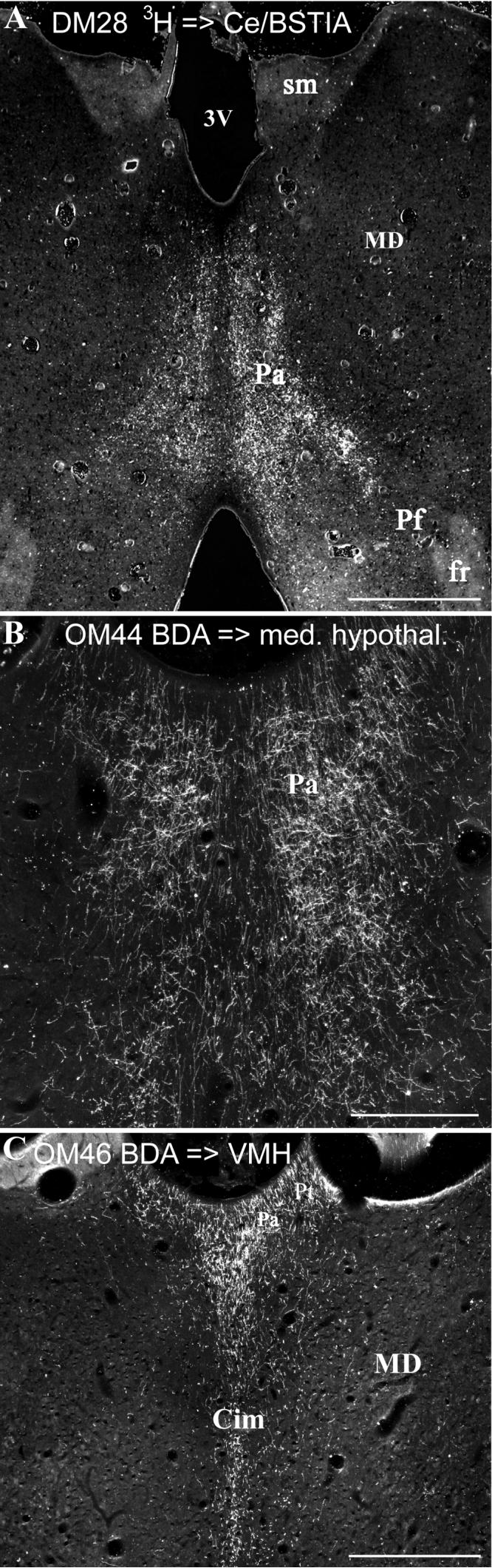 Fig. 10