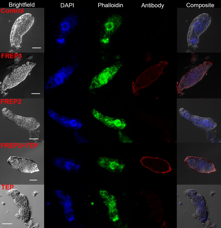 Figure 2—figure supplement 1.