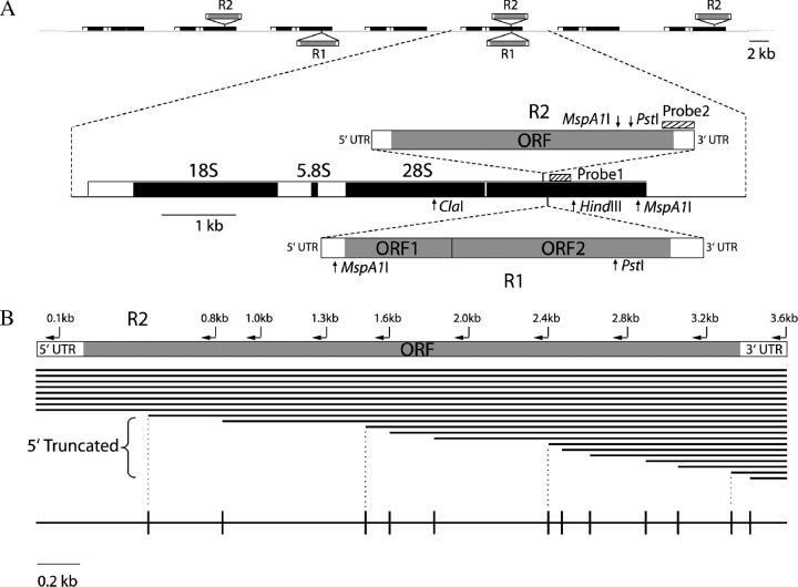 Figure 1.—