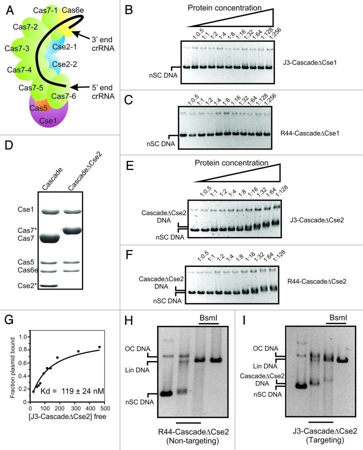 graphic file with name rna-9-1134-g1.jpg