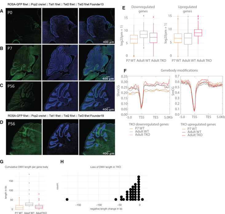 Figure 4—figure supplement 2.