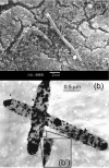 FIG 1
