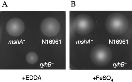 FIG. 7.