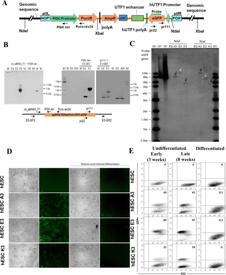 Figure 4.