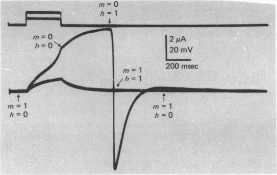 Fig. 12