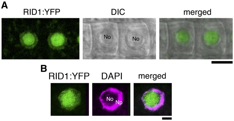 Figure 6.