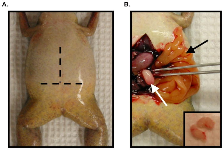 Figure 3.3