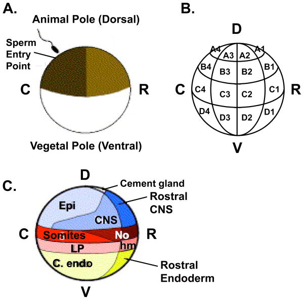 Figure 3.1