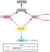 Contributions of amino acid metabolism in the adult heart. Contributions of glutamine (pink), branched-chain amino acids (BCAAs, purple) and proline (blue) to cardiac regeneration. Genetic/pharmacological models are indicated for activation/overexpression (green + symbol) or inhibition/deletion (red cross). Their outcomes are indicated on the right side of the name for increased (green up arrow) or decreased (red down arrow) proliferation/regeneration