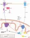 Glucose and fatty acids metabolism in the adult heart. Glucose oxidation (purple), fatty acids metabolism (blue), and Pentose Phosphate Pathway (pink) representation. Genetic/pharmacological models are indicated for activation/overexpression (green + symbol) or inhibition/deletion (red cross). Their outcomes are indicated on the right side of the name for increased (green up arrow) or decreased (red down arrow) proliferation/regeneration. Signaling pathways are indicated with a yellow star
