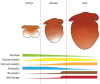 Cardiac metabolism from embryo to adult. Schematic representation of glycolysis, glucose oxidation, and fatty acid oxidation during embryonic, neonatal, and adult stages. The graph also includes the temporal dynamic of cardiac key processes (proliferation, binucleation, and DNA damage) in relation to the metabolic changes