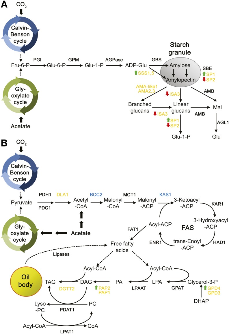 Figure 11.