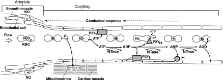 Fig. 4.