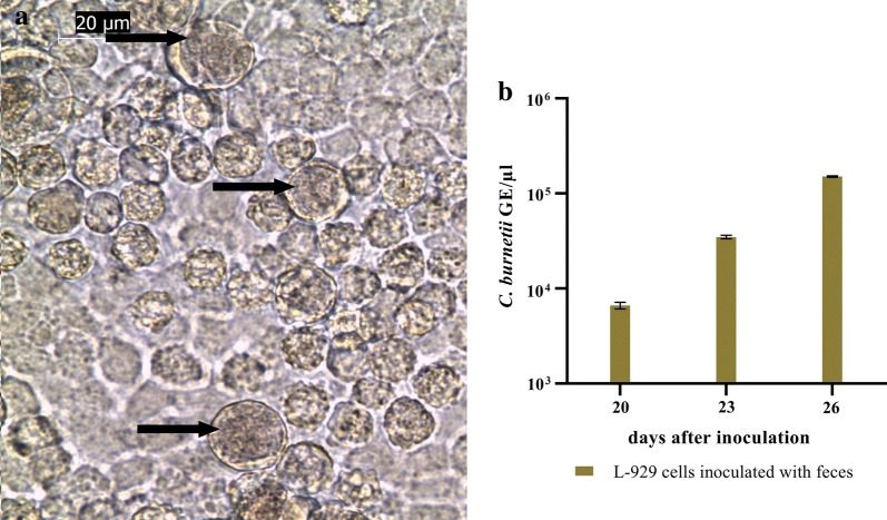 Fig. 3