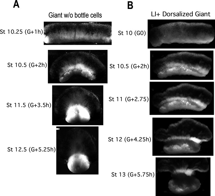 Figure 2—figure supplement 1.