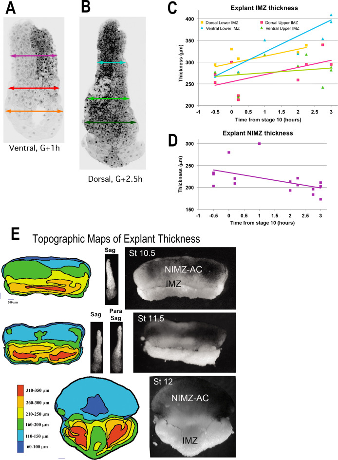 Figure 3—figure supplement 1.