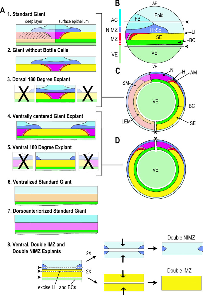 Figure 1—figure supplement 1.