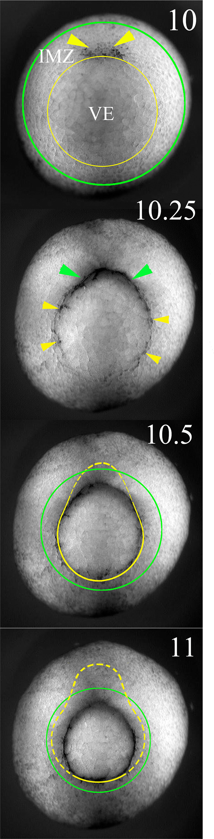 Figure 6—figure supplement 1.