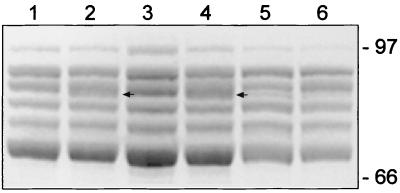 FIG. 5