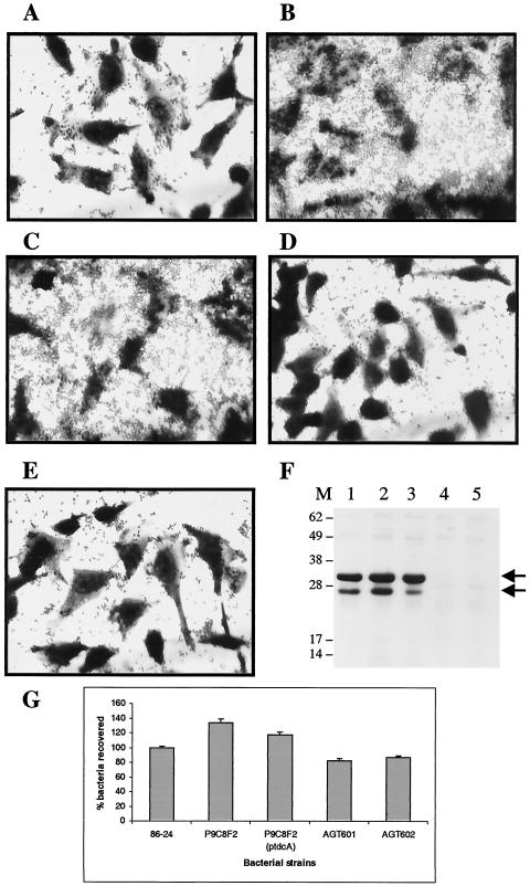 FIG. 5.