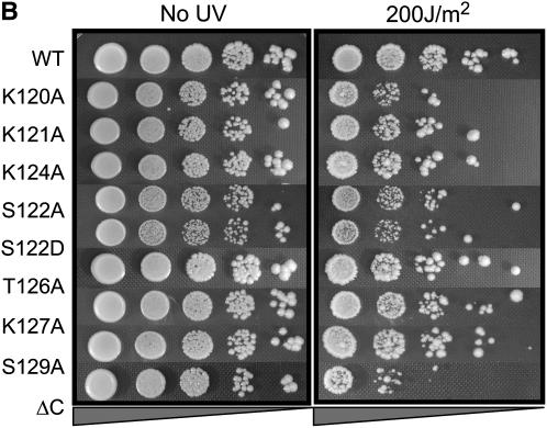 Figure 3.—