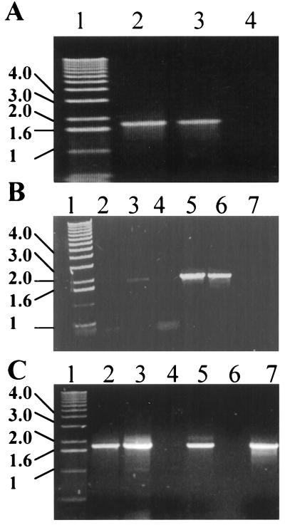 FIG. 5