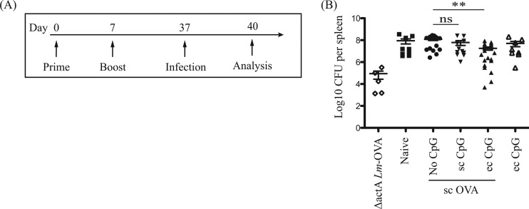 FIG 8