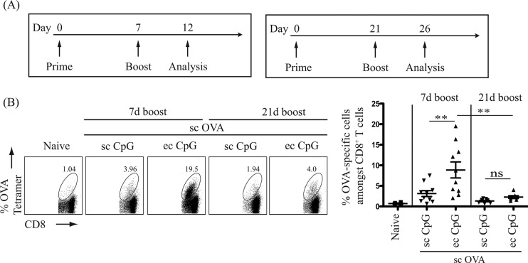 FIG 3